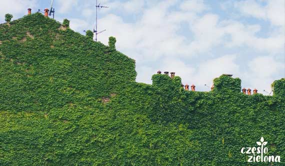 Zielone ściany - mniejszy podatek